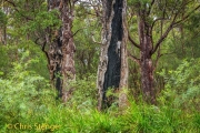 Karri forest