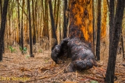 Karri forest after a forest fire
