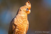 Portrait of a Little Corella (Cacatua sanguinea)