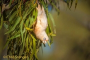 Littel Corella (Cacatua sanguinea)