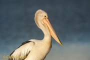 Portrait of Australian Pelican  (Pelecanus conspicillatus)