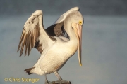 Australian Pelican (Pelecanus conspillatus)