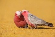 Galah (Eolophus roseicapilla)