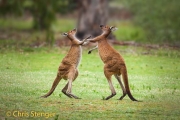 Fighting Western Grey Kangeroos