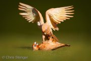 Play-fighting Little Corella's (Cacatua sanguinea)