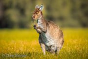 Western Grey Kangeroo (Macropus fuliginosus)