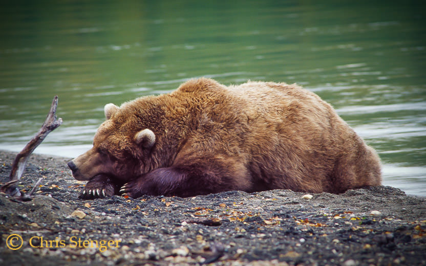 Buine beer - Coastal Brown bear - Ursus arctos