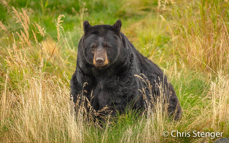 Zwarte beer - Black bear - Ursus americanus