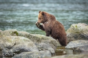 Bruine beer - Coastal Brown bear - Ursus arctos Bruine beer - Coastal Brown bear - Ursus arctos