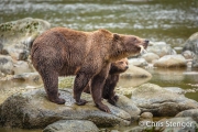 Bruine beer - Coastal Brown bear - Ursus arctos Bruine beer - Coastal Brown bear - Ursus arctos
