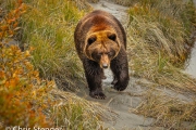 Bruine beer - Grizzly bear - Ursus arctos Bruine beer - Grizzly bear - Ursus arctos