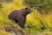 Bruine beer - Grizzly bear - Ursus arctos Bruine beer - Grizzly bear - Ursus arctos