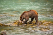 Bruine beer met gevangen zalm - Brown bear with caught salmon
