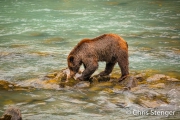 Bruine beer met gevangen zalm - Brown bear with caught salmon Bruine beer met gevangen zalm - Brown bear with caught salmon