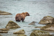 Bruine beer - Coastal Brown bear - Ursus arctos Bruine beer - Coastal Brown bear - Ursus arctos
