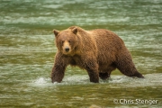 Bruine beer - Coastal Brown bear - Ursus arctos