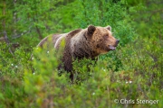 Bruine beer - Brown bear - Ursus arctos Bruine beer - Brown bear - Ursus arctos