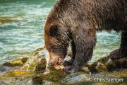 Bruine beer met gevangen zalm - Brown bear with caught salmon Bruine beer met gevangen zalm - Brown bear with caught salmon