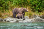 Bruine beer - Coastal Brown bear - Ursus arctos Bruine beer - Coastal Brown bear - Ursus arctos