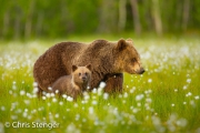 Bruine beer - Brown bear - Ursus arctos