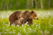 Bruine beer - Brown bear - Ursus arctos Bruine beer - Brown bear - Ursus arctos