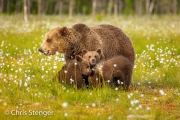 Bruine beer - Brown bear - Ursus arctos Bruine beer - Brown bear - Ursus arctos