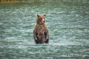 Bruine beer - Coastal Brown bear - Ursus arctos