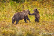 Bruine beer - Coastal Brown bear - Ursus arctos Bruine beer - Coastal Brown bear - Ursus arctos