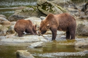 Bruine beer - Coastal Brown bear - Ursus arctos Bruine beer - Coastal Brown bear - Ursus arctos