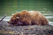 Buine beer - Coastal Brown bear - Ursus arctos
