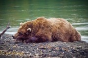 Buine beer - Coastal Brown bear - Ursus arctos Buine beer - Coastal Brown bear - Ursus arctos