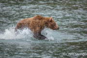 Beer vissend op zalm - Bear fishing for salmon Beer vissend op zalm - Bear fishing for salmon