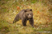 Jonge bruine beer - Young brown bear Jonge bruine beer - Young brown bear