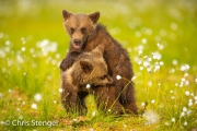 Spelende jonge Bruine beren - Playing young brown bears