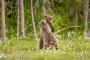 Jonge bruine beren - Young brown bears Jonge bruine beren - Young brown bears