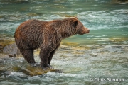 Beer vissend op zalm - Bear fishing for salmon Beer vissend op zalm - Bear fishing for salmon