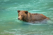 Bruine beer - Coastal Brown bear - Ursus arctos Bruine beer - Coastal Brown bear - Ursus arctos