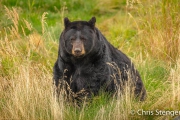 Zwarte beer - Black bear - Ursus americanus Zwarte beer - Black bear - Ursus americanus