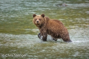 Bruine beer welp - Brown bear cub