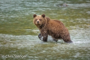 Bruine beer welp - Brown bear cub Bruine beer welp - Brown bear cub