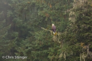 Amerikaanse zeearend-Bald Eagle-Haliaeetus leucocephalus