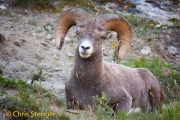 Dikhoorn schaap - Bighorn sheep - Ovis canadensis