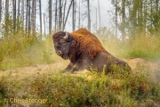 Amerikaanse bizon-Wood bison-Bison bison athabascae
