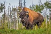 Amerikaanse bizon - Wood bison - Bison bison athabascae