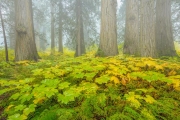 Regenwoud-Rainforest
