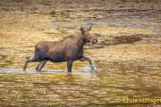 Eland-Moose-Alces alces