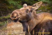 Eland-Moose-Alces alces