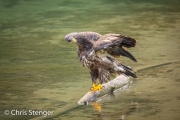 Amerikaanse zeearend-Bald Eagle-Haliaeetus leucocephalus