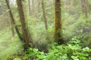 Regenwoud - Rainforest