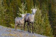 Stone Sheep-Ovis dalli stonei